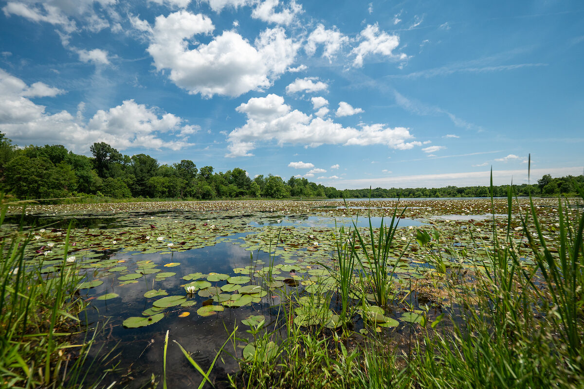 A calm lake under a bright blue sky with scattered, fluffy white clouds. The lake is photographed from the bank, where large sprawling patches of lily pads cover the surface of the water.