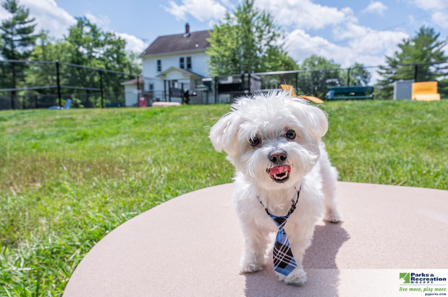 A small white dog standing on a play feature at a dog park.