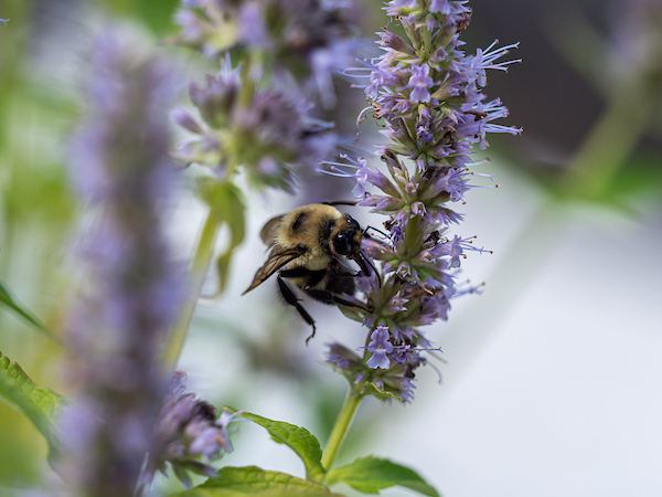 A bee perched on a flower drinking nectar